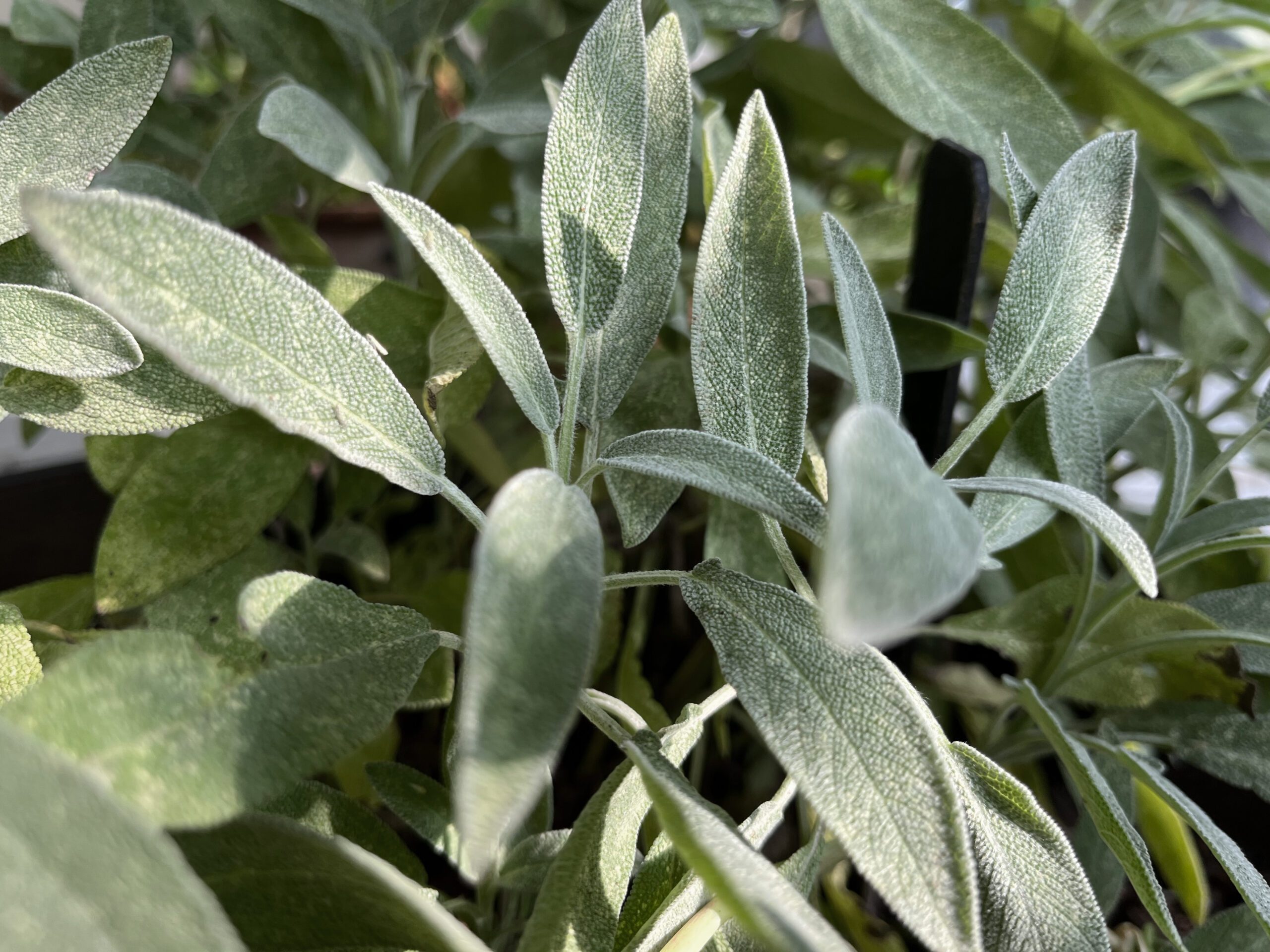 Close-up of the sage plant's oblong and gnarled green leaves. A little sunlight falls on them.